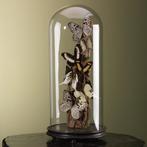 Vlinders in Stolp Taxidermie Opgezette Dieren By Max, Verzamelen, Dierenverzamelingen, Ophalen of Verzenden, Nieuw, Insect, Opgezet dier