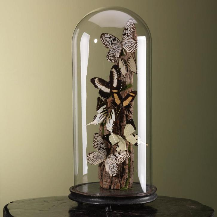 Vlinders in Stolp Taxidermie Opgezette Dieren By Max, Verzamelen, Dierenverzamelingen, Opgezet dier, Nieuw, Insect, Ophalen of Verzenden