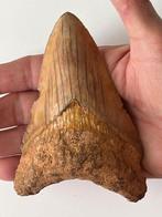 Megalodon tand 12,3 cm - Fossiele tand - Carcharocles