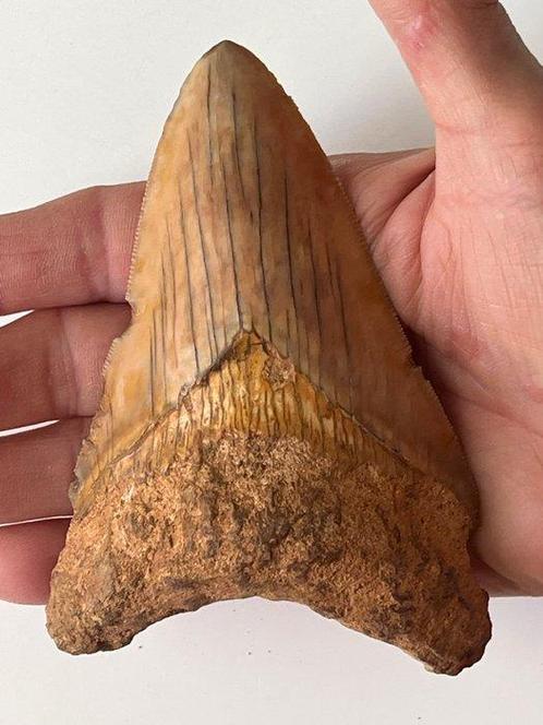 Megalodon tand 12,3 cm - Fossiele tand - Carcharocles, Verzamelen, Mineralen en Fossielen