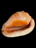 Zeeslak Zeeschelp - Cypraecassis rufa, Verzamelen, Nieuw