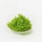 AQUAlook Utricularia mos | Grasachtige Blaasjeskruid | in 80, Dieren en Toebehoren, Vissen | Aquaria en Toebehoren, Nieuw, Ophalen of Verzenden