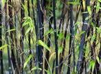 Phyllostachys bissetii, nigra, aurea en Fargesia rufa bamboe, Tuin en Terras, Halfschaduw, Vaste plant, Ophalen of Verzenden, Overige soorten
