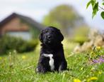 Fr Stabij x Golden retr pups uit goedgekeurde stamboomouders, Dieren en Toebehoren, Honden | Retrievers, Spaniëls en Waterhonden