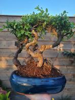 Chinese iep bonsai (Ulmus parviflora) - Hoogte (boom): 31 cm, Antiek en Kunst