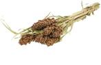 Sorghum SB aren pluimen Natural Groen, Huis en Inrichting, Woonaccessoires | Kunstplanten en Kunstbloemen, Ophalen of Verzenden