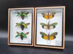 Frames met kleurrijke insecten - 17.5×12.5×3 cm - 400 g