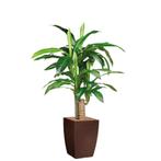 Dracaena Fragans kunstplant, H120cm, Ophalen of Verzenden