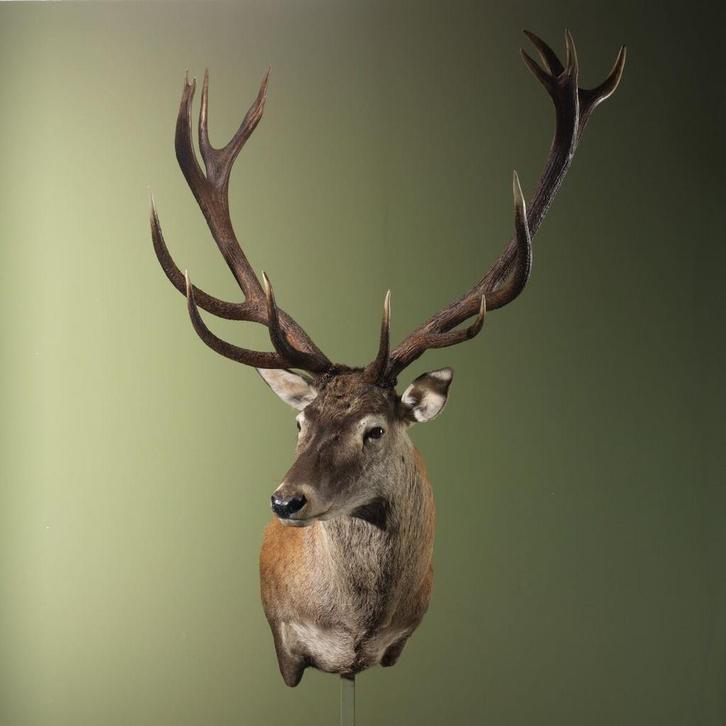 Edelhert Taxidermie Opgezette Dieren By Max, Verzamelen, Dierenverzamelingen, Opgezet dier, Nieuw, Wild dier, Ophalen of Verzenden