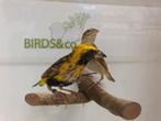 Ruim aanbod mooie vogels. Dinsdagavond en Zondag geopend, Dieren en Toebehoren, Vogels | Overige Vogels, Meerdere dieren
