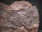 Crinoide - Gefossiliseerd dier - Scyphocrinites elegans - 49