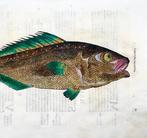Aldrovandi; Fish, Umbra - hand coloured folio - 1638