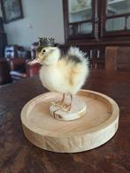 Taxidermie opgezet eendje/eendenkuiken met glazen bokaal, Antiek en Kunst