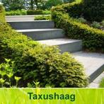 Taxus Baccata Gratis verzending! AANBIEDINGINGEN!, Tuin en Terras, Planten | Bomen, Ophalen, Bloeit niet, Halfschaduw, Overige soorten