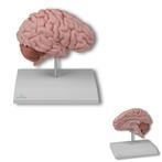 Anatomie model hersenen, rechter hersenhelft, Nieuw, Verzenden