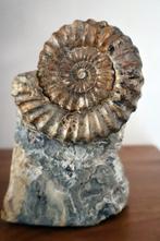 Ammoniet - Gefossiliseerd dier - Aegoceras - Amaltheus - 14