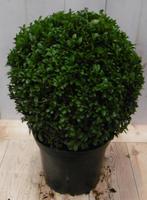 Buxus Bol 15 cm - Warentuin Natuurlijk, Tuin en Terras, Planten | Tuinplanten, Verzenden