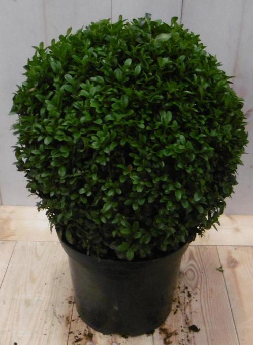 Buxus Bol 15 cm, Tuin en Terras, Planten | Tuinplanten, Verzenden