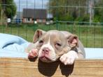 Old English Bulldog pups! | Mogen mee! | Hartelijk Welkom., Parvo, Nederland, 8 tot 15 weken, Bulldog