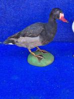 Net halfmourning - pauwen duif. Taxidermie wandmontage -, Verzamelen, Nieuw