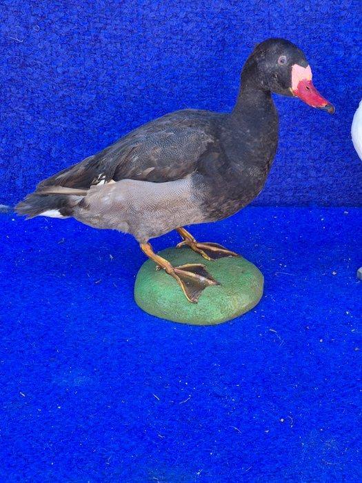 Net halfmourning - pauwen duif. Taxidermie wandmontage -, Verzamelen, Dierenverzamelingen