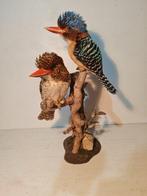 Koppel banded kingfisher Taxidermie volledige montage -, Nieuw