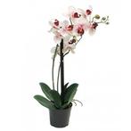 Phalaenopsis Orchidee in pot 50 cm roze kunstplant - Nova Na, Nieuw, Verzenden