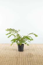 Prunus x subhirtella Autumnalis struik