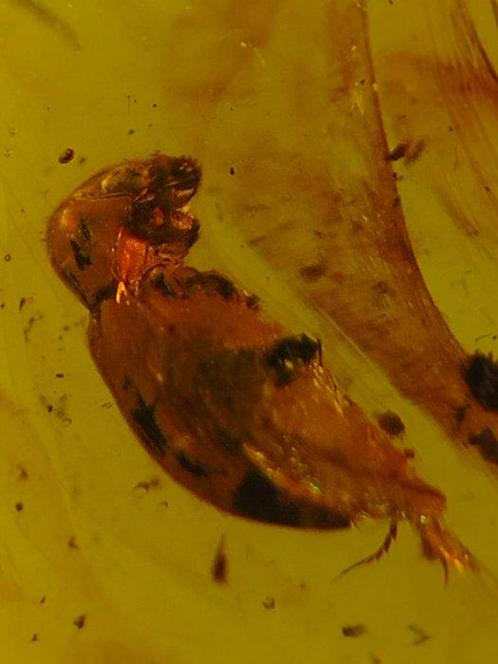 Ultra-Rare Fossil Beetle Caught Feeding in Amber –, Verzamelen, Mineralen en Fossielen