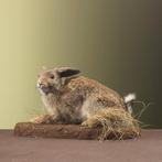 Konijn Taxidermie Opgezette Dieren By Max, Ophalen of Verzenden, Nieuw, Wild dier, Opgezet dier