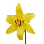 Bloembollen - 24 x Lelie Yellow County - geel met oranje, Tuin en Terras, Bloembollen en Zaden, Verzenden, Voorjaar, Volle zon