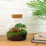 DIY terrarium - Little Joe -  21,5 cm, Huis en Inrichting, Kamerplanten, Verzenden