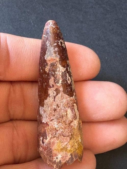 Spinosaurus - Fossiele tand (Zonder Minimumprijs), Verzamelen, Mineralen en Fossielen