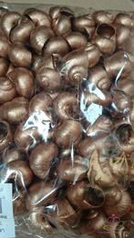 Landsnail small copper 250 gram Landslak schelp, Ophalen of Verzenden, Nieuw
