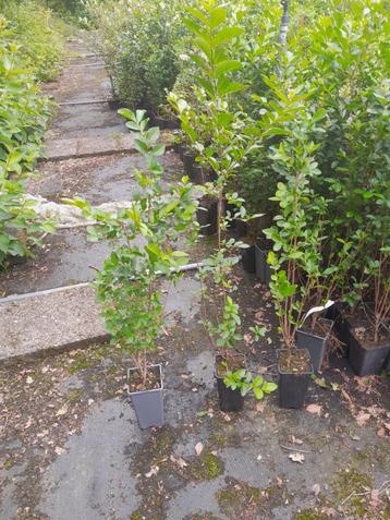 Liguster , Ligustrum ovalifolium  ligusterhaag 60-80 cm€3,50