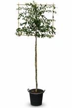 Parrotia persica leiboom 12/14 200cm stam 150b x 120h