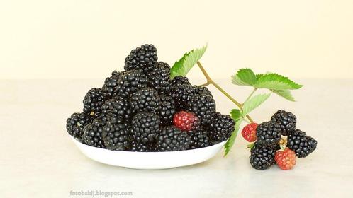 Bramenstruik Thornless Evergreen, Tuin en Terras, Planten | Fruitbomen, Halfschaduw, Verzenden