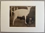 Jan Mankes (1889-1920), after - Jonge Witte Geit 1923, Antiek en Kunst