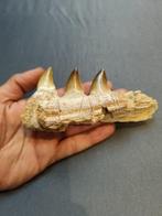 Mosasaurus - Fossiele tanden - mosasaurus - 6.5 cm - 13 cm
