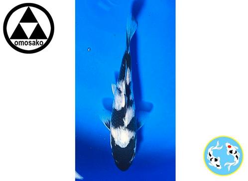 Japanse koi, koi-karper, opgroei vijvervissen, Dieren en Toebehoren, Vissen | Vijvervissen, Karper of Koi