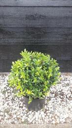 Ilex bollen 20 tot 110 cm! Buxus bollen vervanger!, In pot, Halfschaduw, Lente, Overige soorten