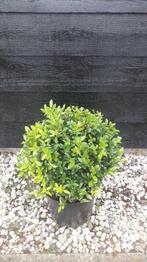 Ilex bollen 20 tot 110 cm! Buxus bollen vervanger!, In pot, Halfschaduw, Lente, Overige soorten