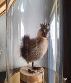 Taxidermie opgezet eendje/eendenkuiken met glazen bokaal, Antiek en Kunst, Curiosa en Brocante