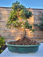 Chinese iep bonsai (Ulmus parviflora) - Hoogte (boom): 30 cm, Antiek en Kunst