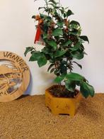 camelia - Hoogte (boom): 60 cm - Diepte (boom): 23 cm -, Antiek en Kunst