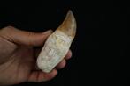 Enorme Mosasaurus geworteld - Fossiele tand - Prognathodon