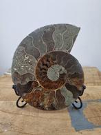 Ammoniet - Gefossiliseerde schelp - Aioloceras (Cleoniceras), Verzamelen