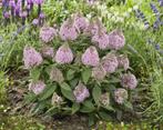 Vlinderstruik Buddleia Little Rockstars Pink: De Ster van..., Ophalen of Verzenden, Siergrassen, Halfschaduw