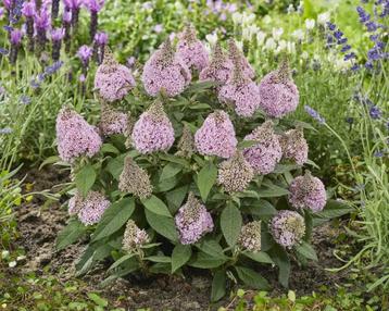 Vlinderstruik Buddleia Little Rockstars Pink: De Ster van... beschikbaar voor biedingen