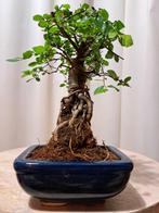 Chinese iep bonsai (Ulmus parviflora) - Hoogte (boom): 18 cm